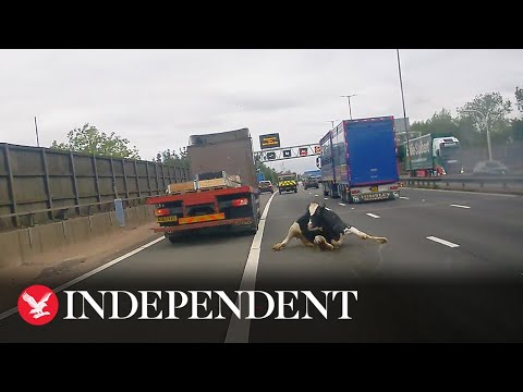 Dramatic moment cow falls from lorry into middle of M6