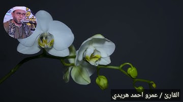 سورة الملك بصوت القارئ الشيخ عمرو أحمد هريدي