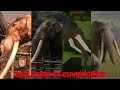 Evolution Of Cuvieronius In Movie, Documentaries, Games, &amp; Paleo Media