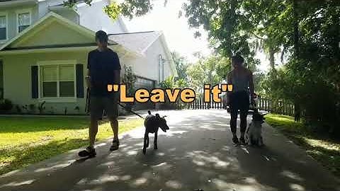 Verbal Cues: Reset Cue "Leave it"