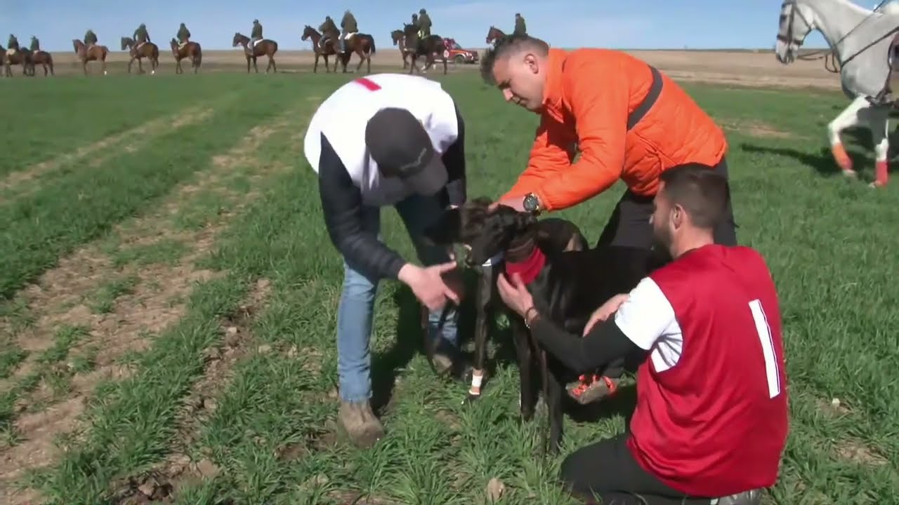 Los Mejores momentos  Final  LXXXVIII  CTO DE ESPAÑA DE GALGOS EN CAMPO