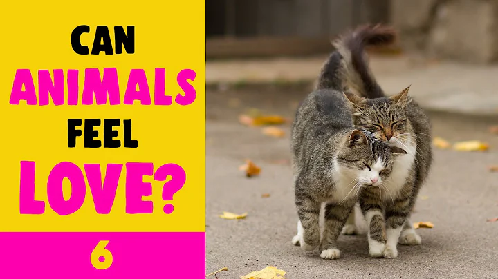 What animals can fall in love with humans? (2023)