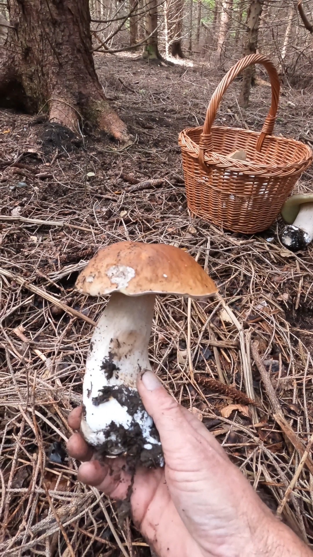Porcino/Steinpilze/Bolet/Cep #shorts #new #trending #foryou #nature # ...