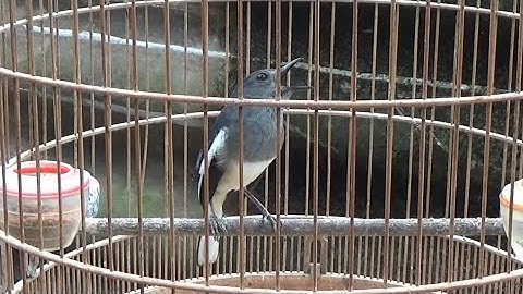 Choè than mái siêu mỏ siêu kích trống p5 | Kích Choè Than Hót