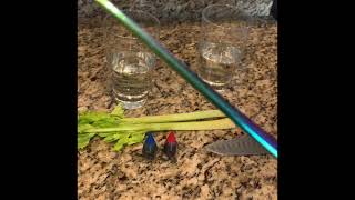 Capillary Action with Celery