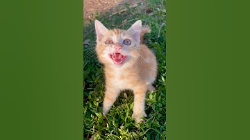 cat video ! cat voice ! cat sound ! cat meowing #shorts #short #youtubeshorts #cat #cats #catsound