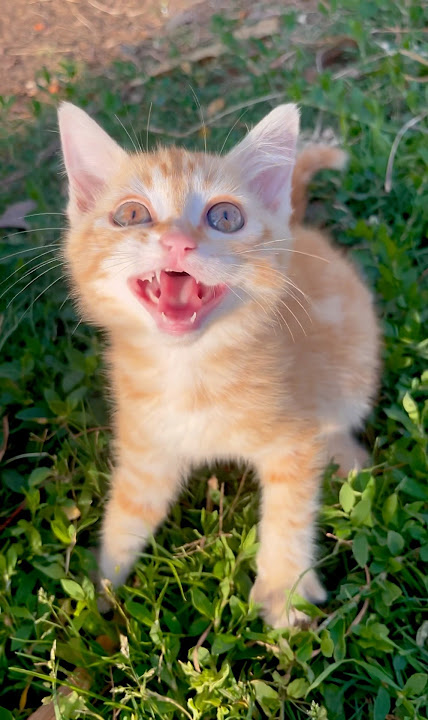 cat video ! cat voice ! cat sound ! cat meowing #shorts #short #youtubeshorts #cat #cats #catsound