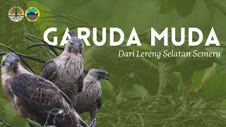 Garuda Muda dari lereng Selatan Semeru