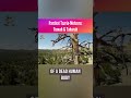 Parshat Tazria Metzora Tumah Taharah 