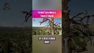 Parshat Tazria-Metzora: Tumah & Taharah
