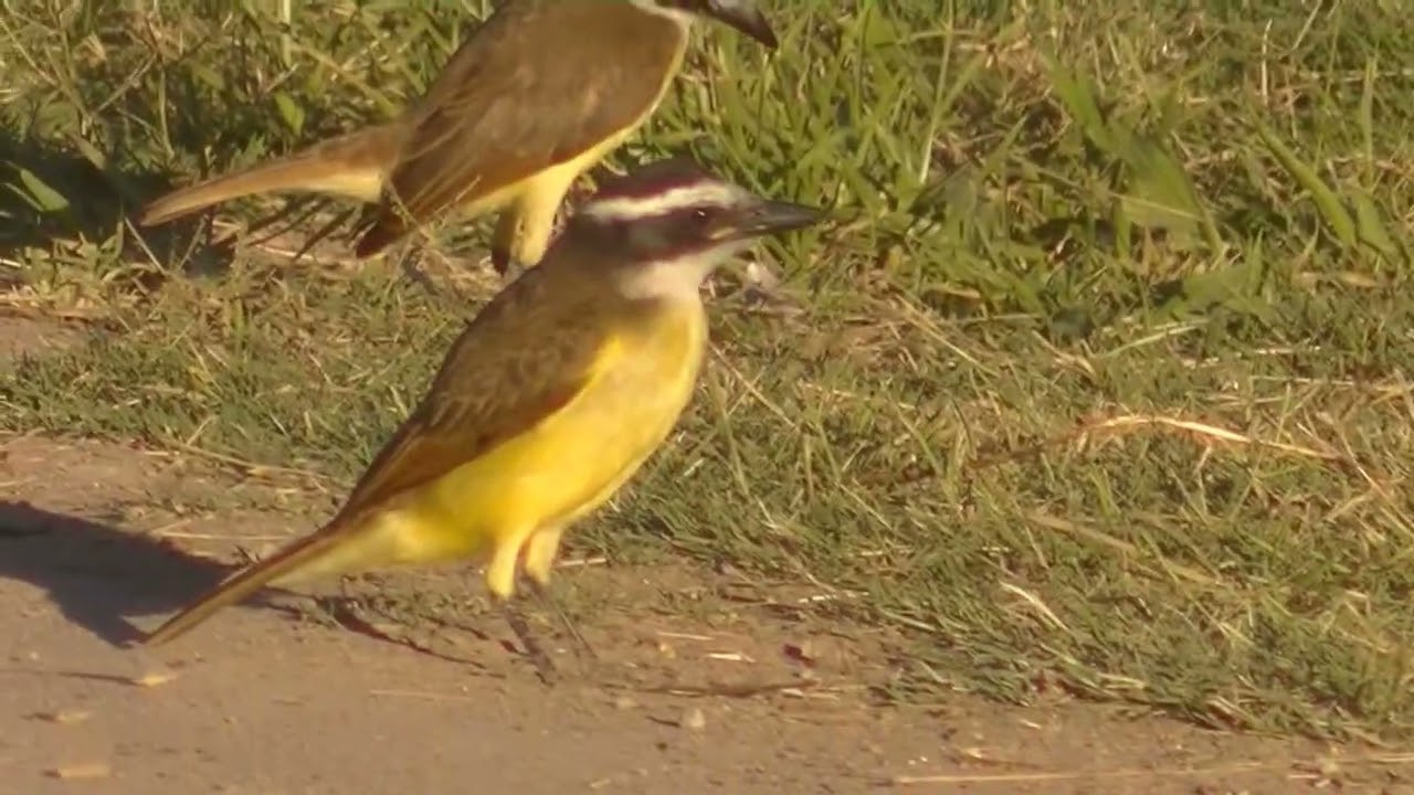 Cada vez son menos las aves insectívoras Esperanza Santa Fe Argentina 2026