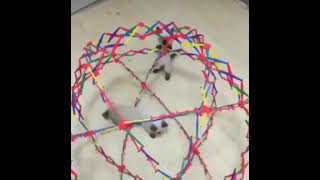 Cat Gets Springlocked