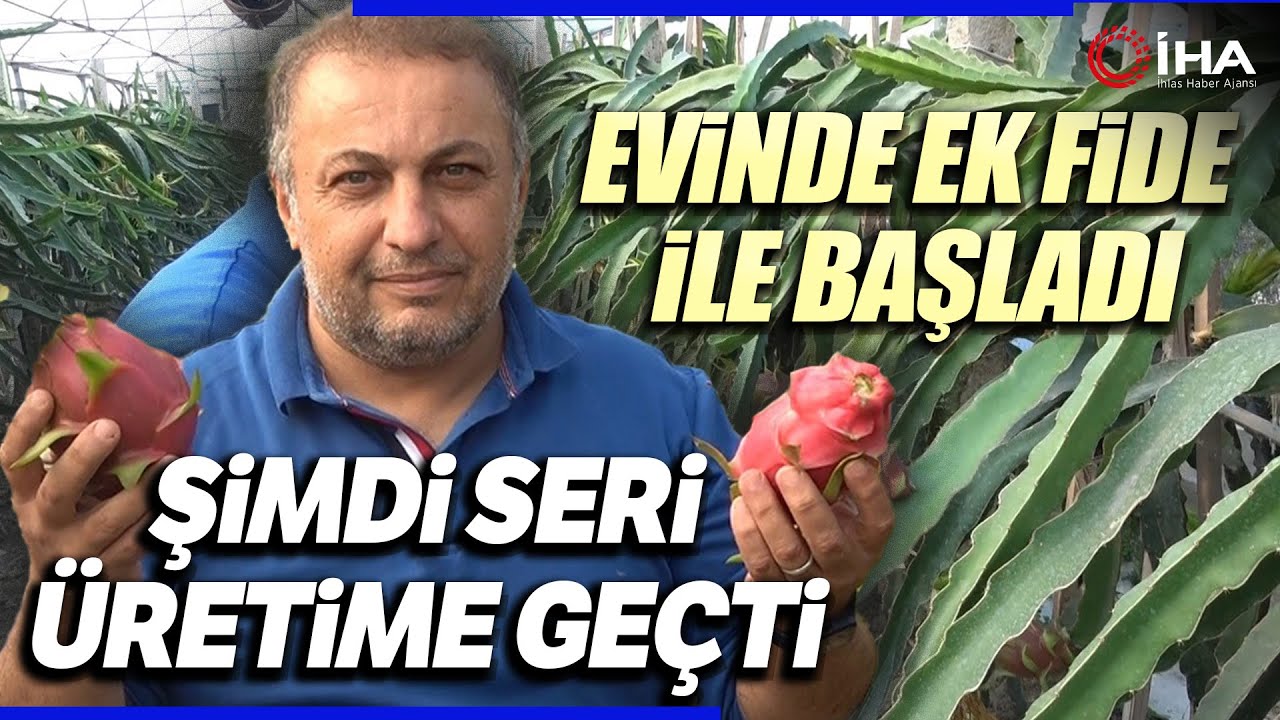 İnternette Gördüğü Ejder Meyvesinin Üreticisi Oldu
