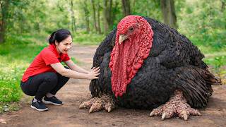 How to Harvesting Ancient Turkey Beast &amp; Go to Market Sell | Legendary animal discovered in mountain