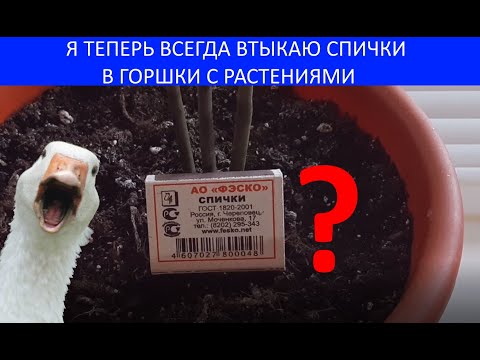 Я ТЕПЕРЬ ВСЕГДА ВТЫКАЮ СПИЧКИ В ГОРШКИ С РАСТЕНИЯМИ