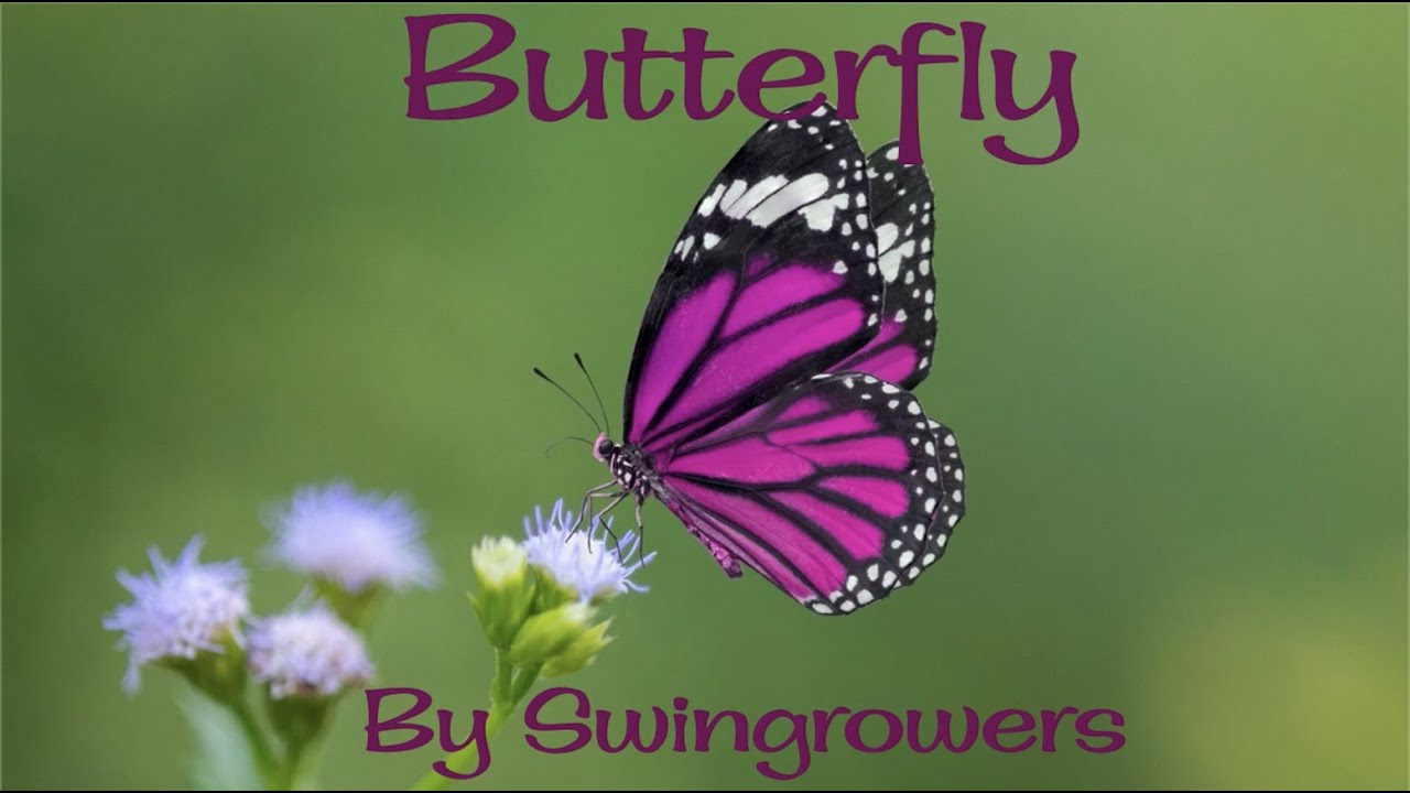 Butterfly by Swingrowers [LYRIC VIDEO]