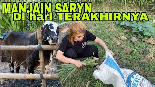 CAHYANIRYN NGARIT UNTUK SARYN ( Sapi cahyaniryn ) tercinta