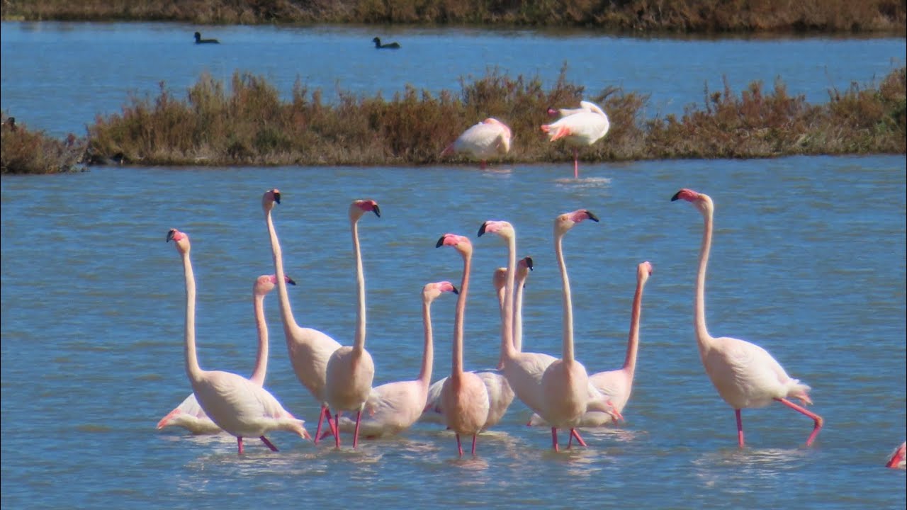 22 Febbraio 2026 - Oasi di Vendicari le spettacolari danze dei Fenicotteri rosa è la Tonnara 💯💯💯