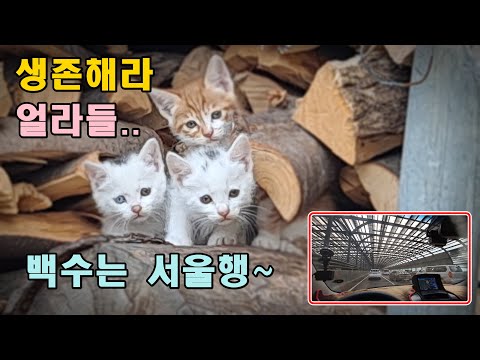 [귀촌귀농] 서울행,밀렸던 알바하러 간다,얼라들 잘 있어라