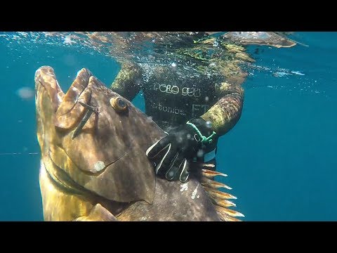 Thumbnail for mero de 35 kg pesca profunda de Jesus Jimenez Reyes del quipo Polosub y CarbonioGFT