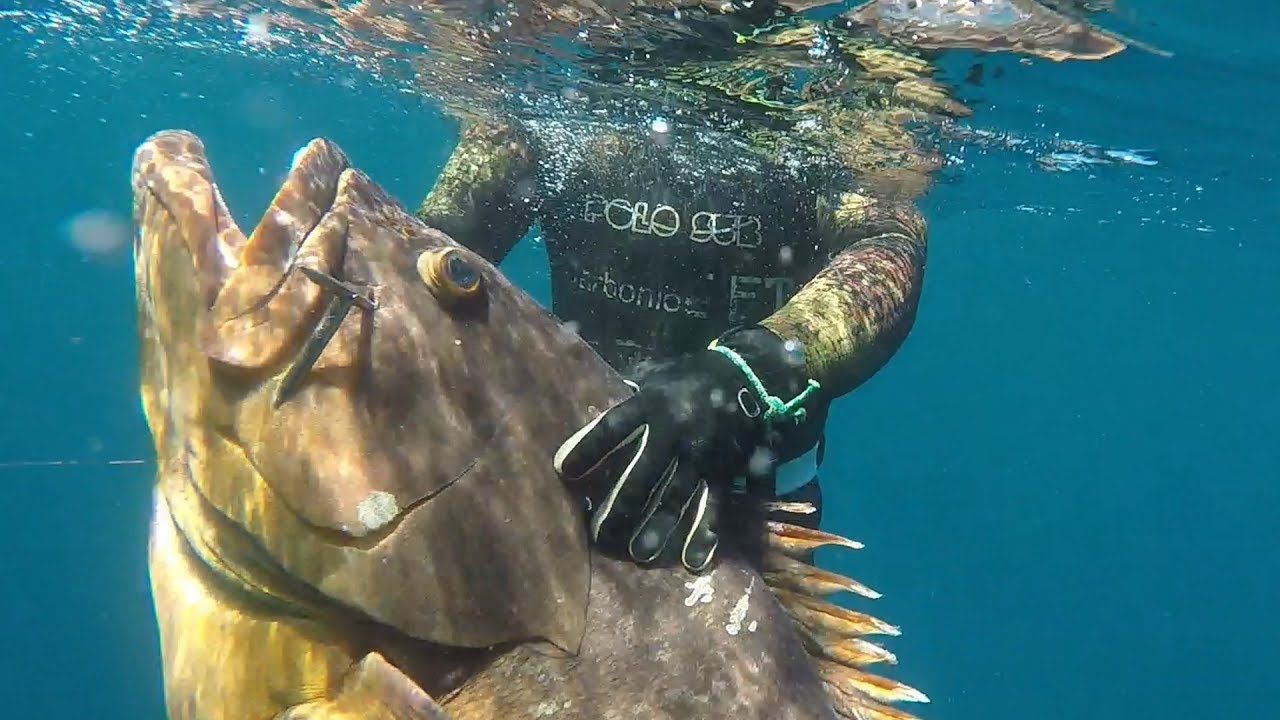 mero de 35 kg pesca profunda de Jesus Jimenez Reyes del quipo Polosub y CarbonioGFT