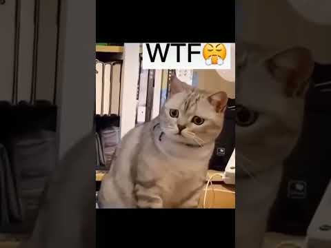 jealous cat very emotional  #shorts#youtubeshorts #shortsvideo