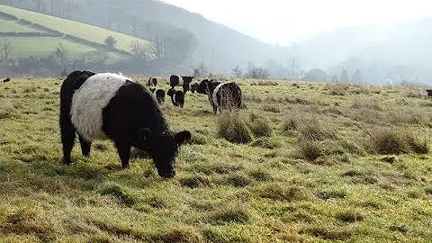 How to Create and Manage Barn Owl Foraging Habitat UK