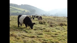 How to Create and Manage Barn Owl Foraging Habitat UK