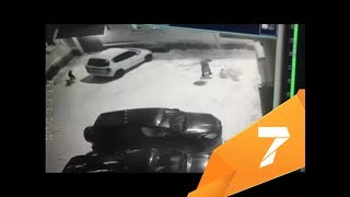 Свора злых псов растерзала домашнюю собаку во дворе дома Свора злых псов растерзала домашнюю собаку во дворе дома