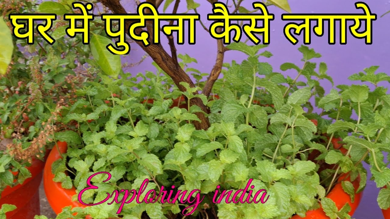  How to grow pudina in flower pot exploring india YouTube