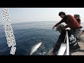 この海域の魚は全部化け物級でした。