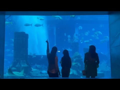 The beauty of The Lost Chambers Aquarium,@Atlantis The Palm #dubai #atlantis