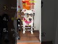 Ranking Funniest Dog Moments