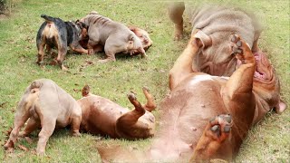 CRAZY BULLDOG FIGHT THIS MORNING | OLDE ENGLISH BULLDOG 🐶