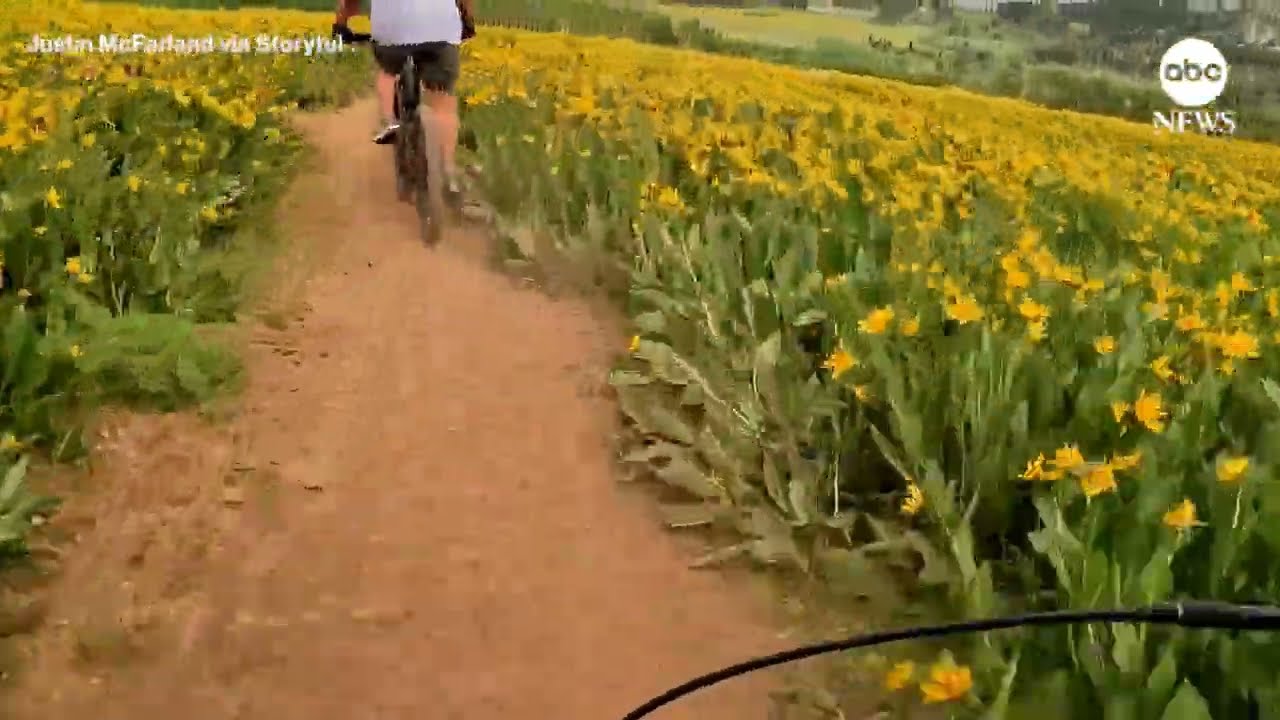 Biker using helmet camera captures field of wildflowers in bloom | ABC News