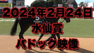 【4K動画】2024年中山9R水仙賞パドック【中山競馬場】