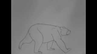 Bear animation