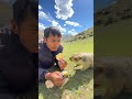 マーモット:「山のネズミ」から「山の猪」へ 貪欲な