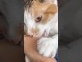 #cat #catshorts #catlife #cute #catvideos #catvlog #pets #prettycat #indianinsiberia #kokborokvlog