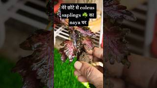 #How I planted my mini coleus sapling #coleus repotting#gardeningactivity#trending#gardenshoets