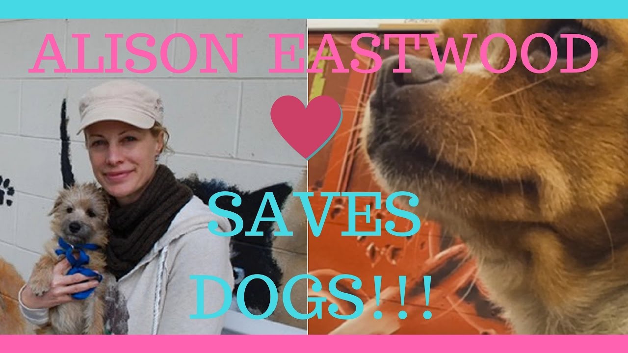 Alison Eastwood Saves Dogs... Lots of them! YouTube