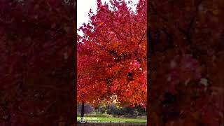 Fall 2022 | Beautiful Fall Colors 🍁🍂 | Fall Season 2022 | Fall in Michigan | Shorts