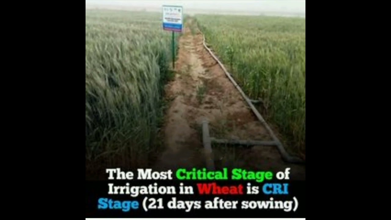 Critical stage of irrigation in wheat crop