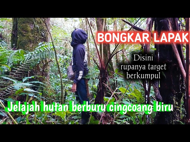 Berburu burung endemik hutan belantara | spot nya cingcoang biru di alam liar class=