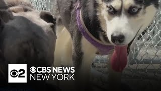 NYC investing in pet food pantries