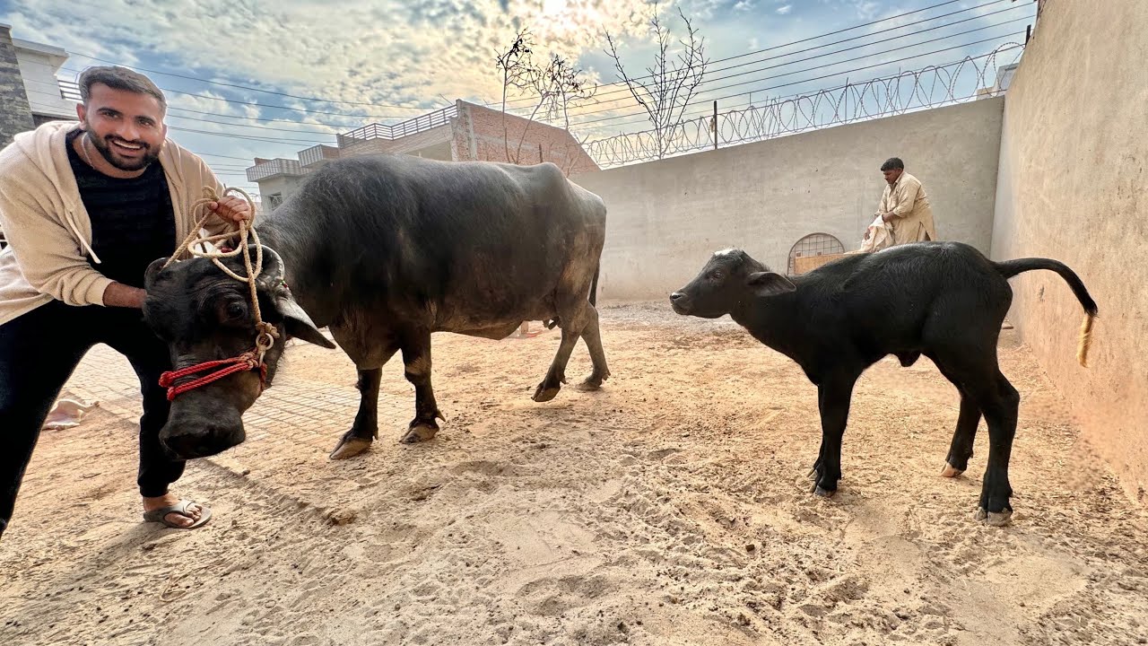 Hamari Buffalo  Or Uska Bacha A Gya 🥰