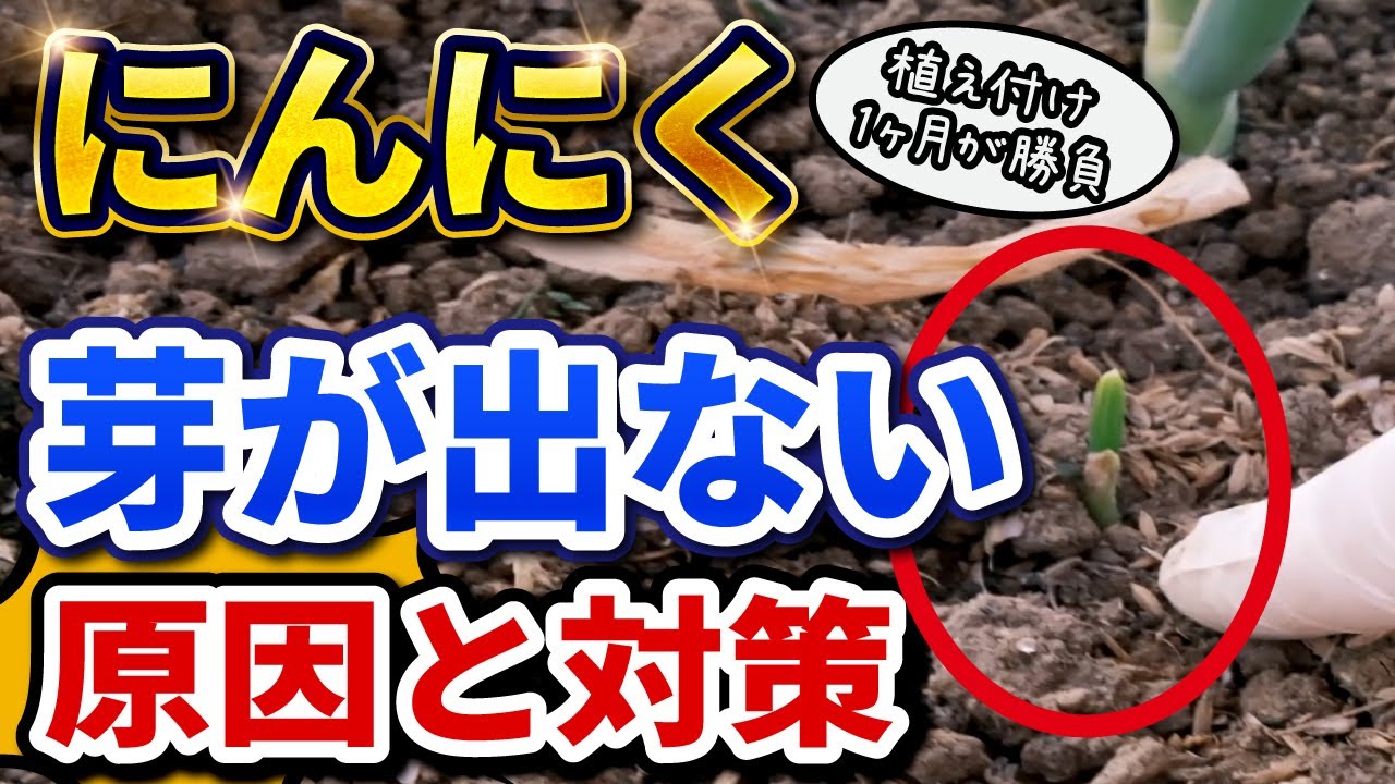 にんにく 花芽 が 出 ない