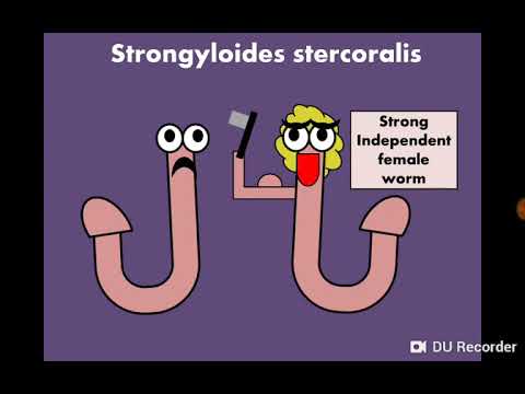 Strongyloides stercoralis داء الأسطوانيات