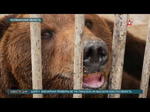 Два медведя загрызли зашедшего в вольер ребенка в Краснодарском крае