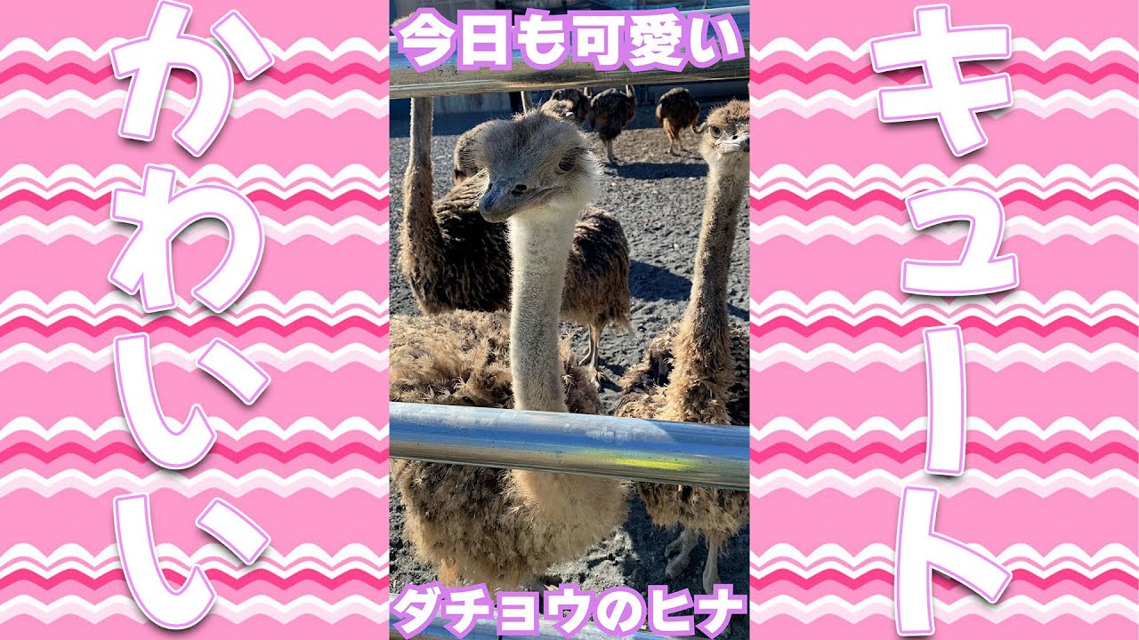 ダチョウってどこをとってもかわいいね 美里オーストリッチファーム Shorts Youtube